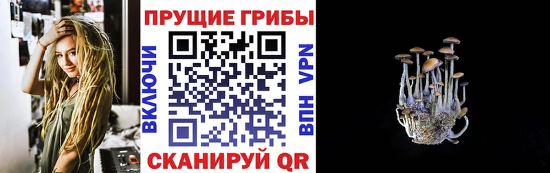 дарк нет клад  где найти   Дмитровск  Псилоцибиновые грибы Psilocybine cubensis  mega маркетплейс 